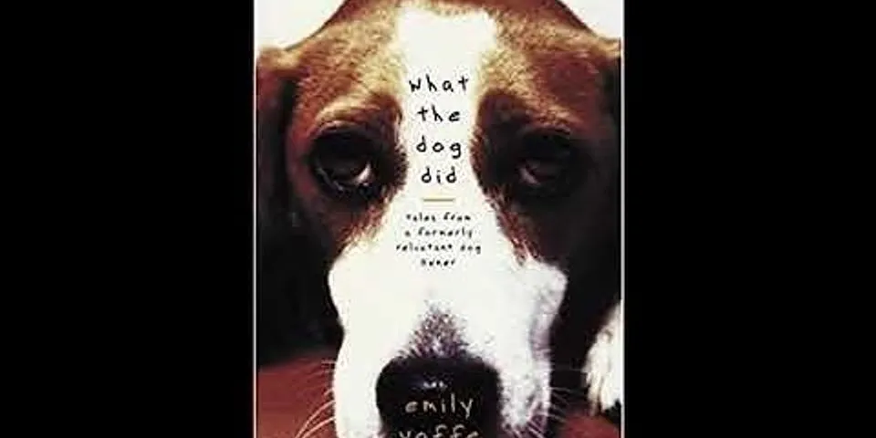 what the dog did là gì - Nghĩa của từ what the dog did