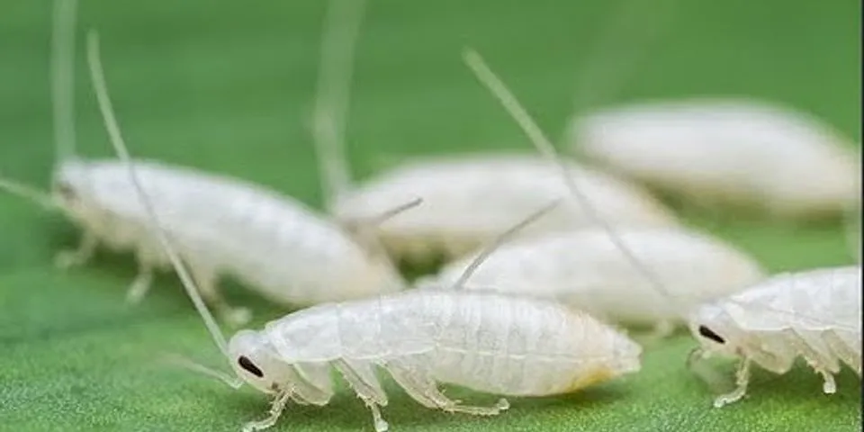 white cockroach là gì - Nghĩa của từ white cockroach
