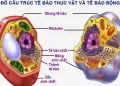 So sánh tế bào động vật và tế bào thực vật