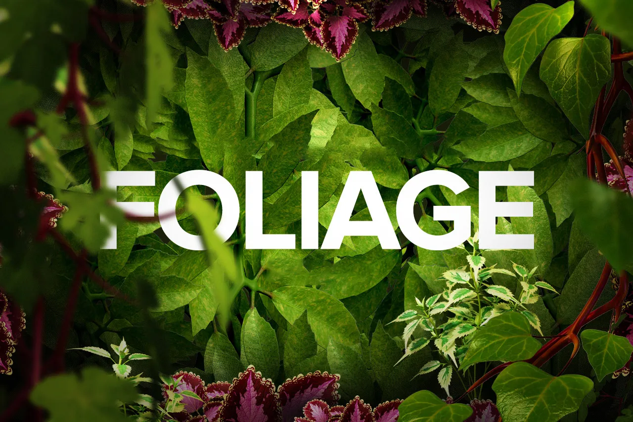 foliage là gì