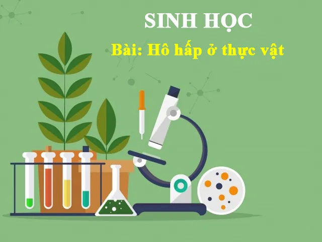 Sơ đồ tư duy hô hấp ở thực vật